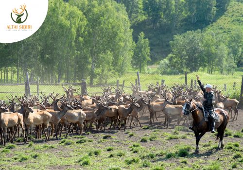 Nhung Hươu- Thượng dược trứ danh từ 