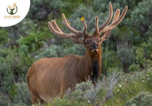 Hình tượng loài hươu trong văn hóa- Biểu tượng cho sức khỏe, may mắn, tài lộc