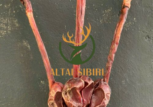 Pín Hươu ( Lộc Tiên)