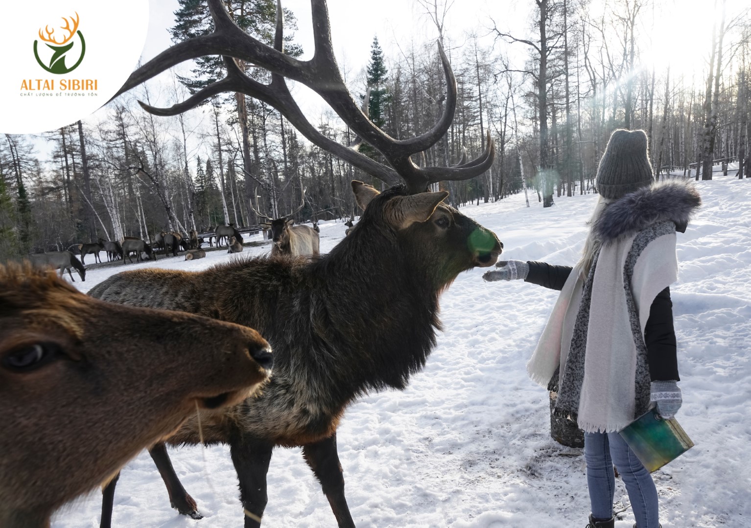 hươu maral đỏ nga