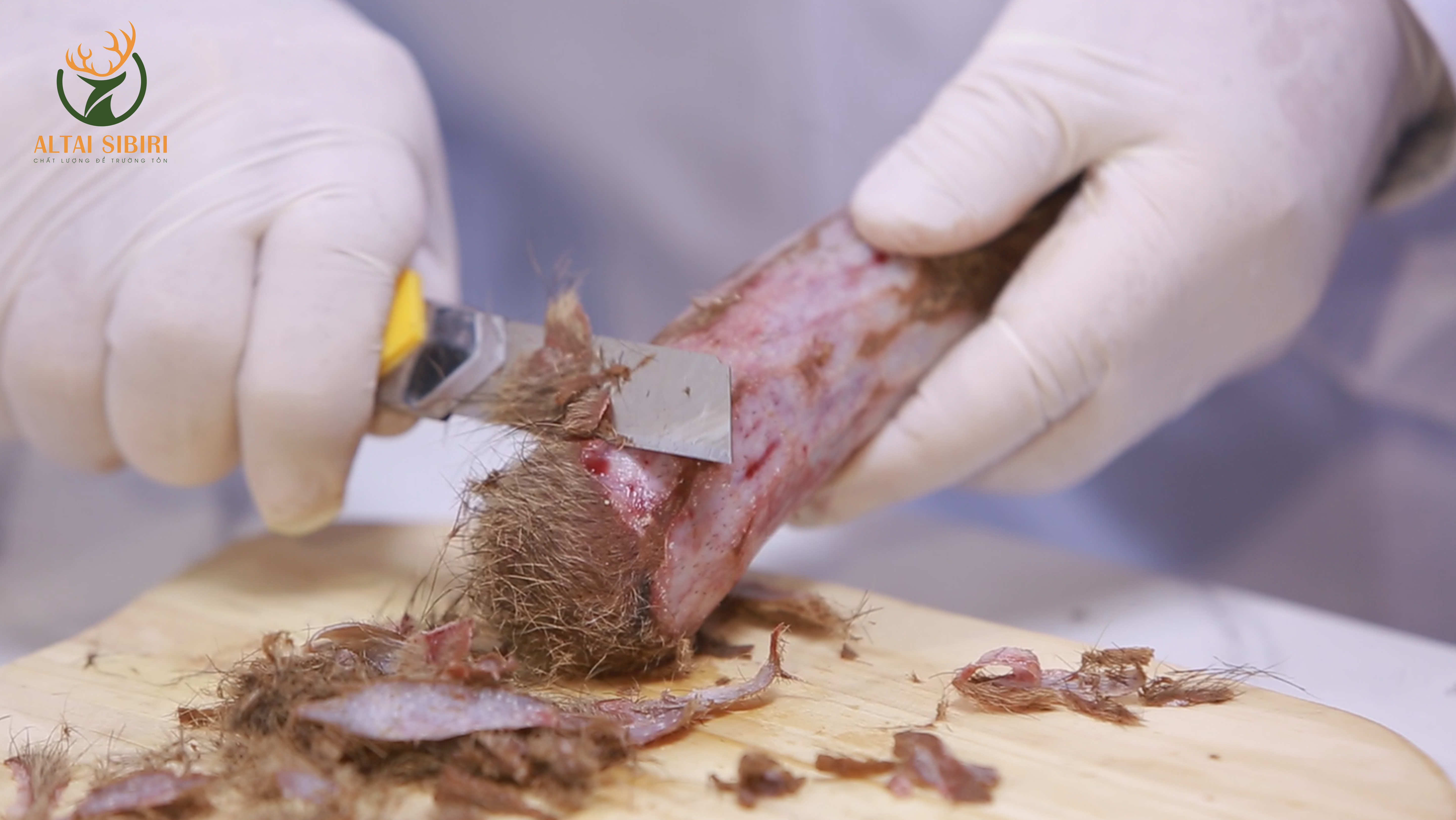 sơ chế nhung hươu tươi nga