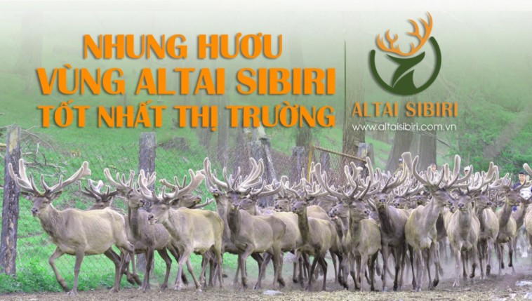 Nhung Hươu Tươi Sibiri Nguyên Chiếc (GIỐNG HƯƠU MARAL)