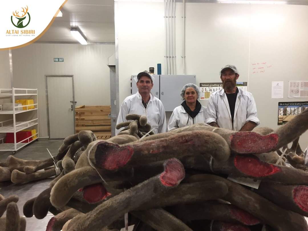 Nhung Hươu Tươi Sibiri Nguyên Chiếc (GIỐNG HƯƠU MARAL)