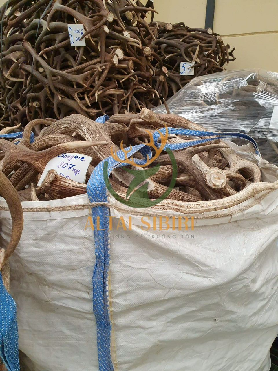 Gạc hươu maral đỏ