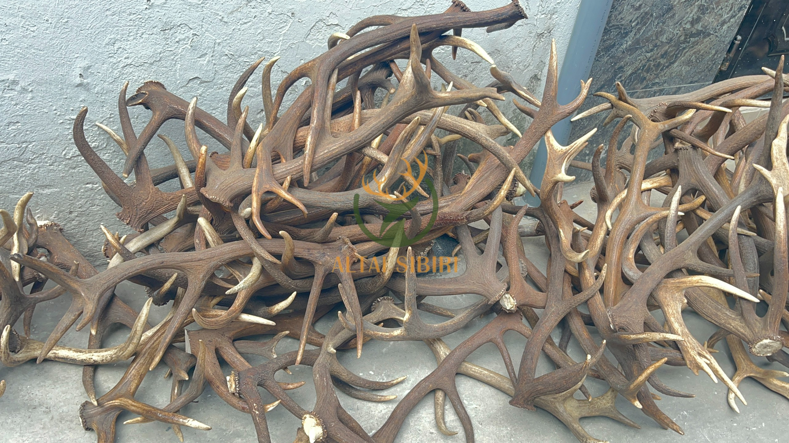 Gạc Hươu đỏ (Cervus elaphus) Châu Âu