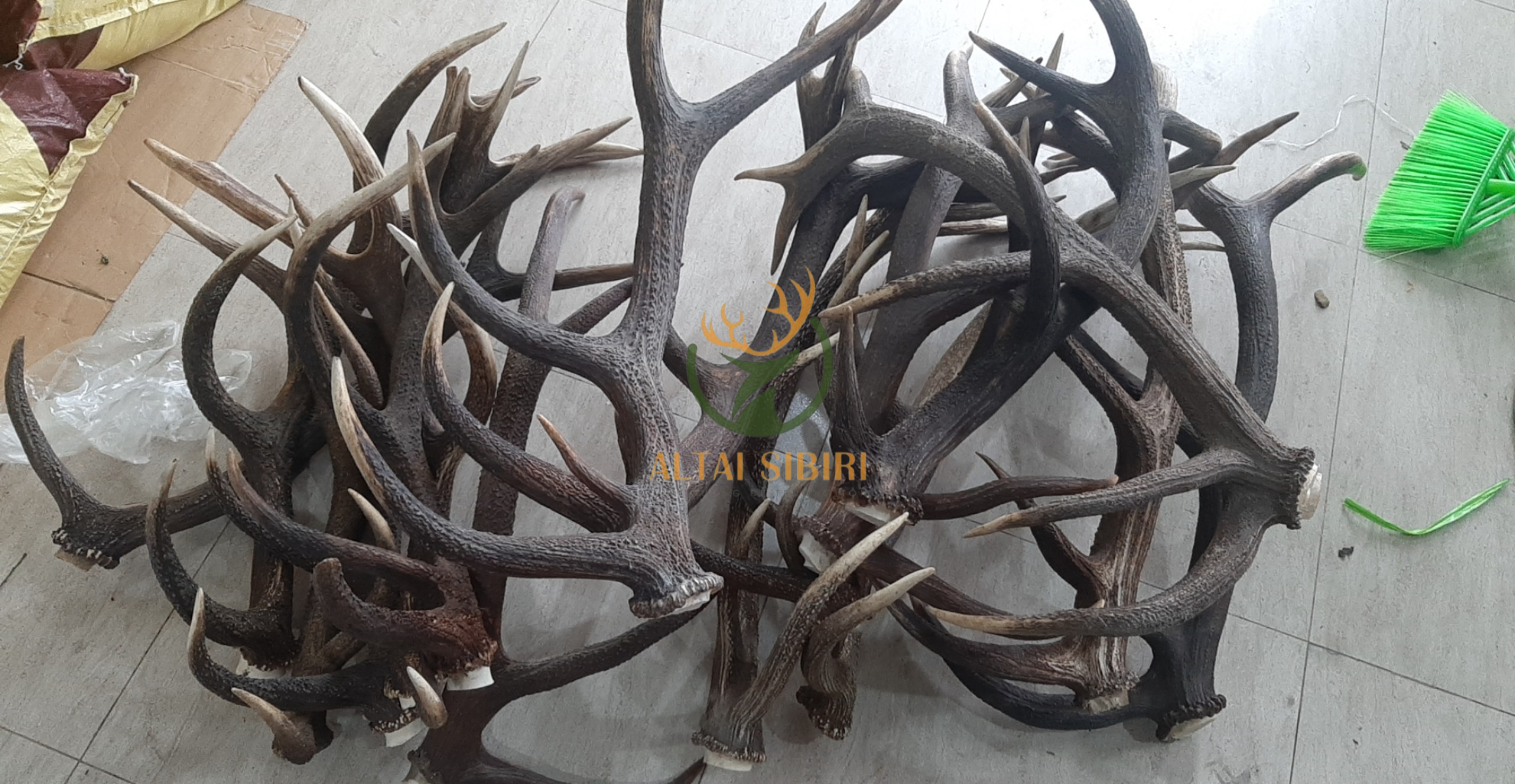 Gạc Hươu đỏ 1_1