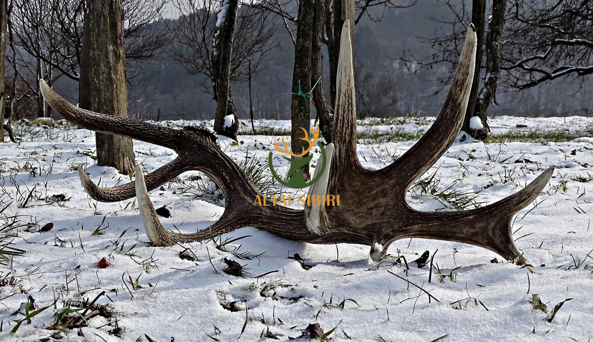 gạc hươu đỏ 5