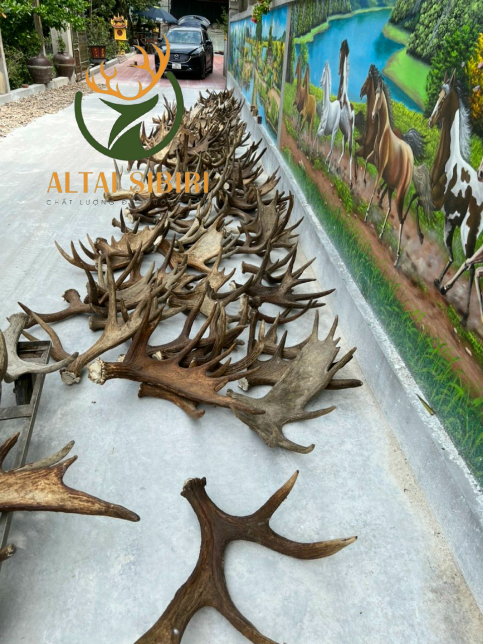 Gạc Nai Sừng Tấm 