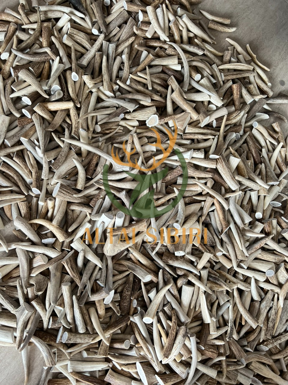 sừng hươu cắt khúc chóp 2 (1)